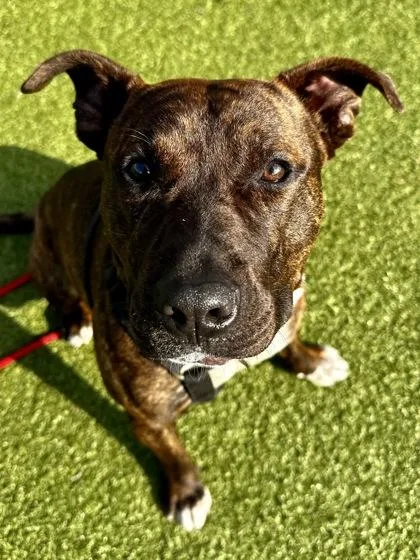 Squirrel Wrangler thumbnail 3