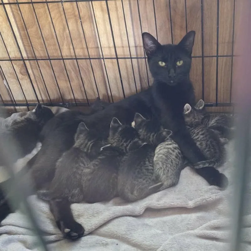 An adult medium-sized female Gray / Blue / Silver Domestic Short Hair cat named Mama Mia for adoption in Ferndale, WA