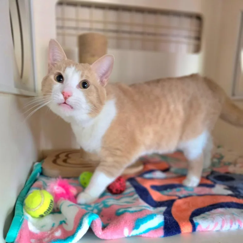A young medium-sized male Orange / Red Domestic Short Hair cat named Heaven Chino Hills for adoption in Chino Hills, CA