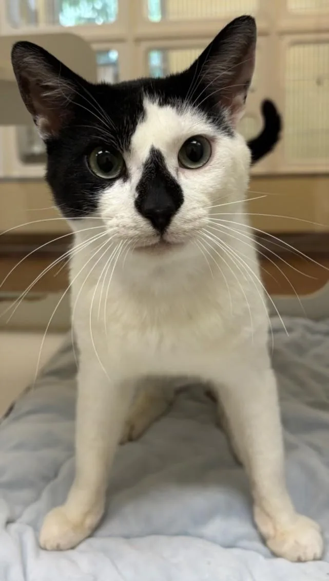 Oreo