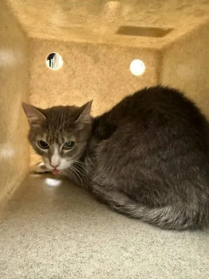 An adult medium-sized female Domestic Short Hair cat named Phoenix for adoption in Washington, DC