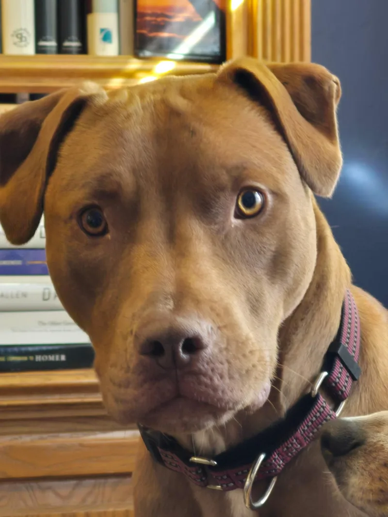 An adult medium-sized male Pit Bull Terrier dog named Achilles for adoption in Yukon, OK
