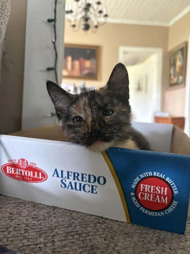 A young medium-sized female Tortoiseshell cat named Joss for adoption in Lancaster, KY