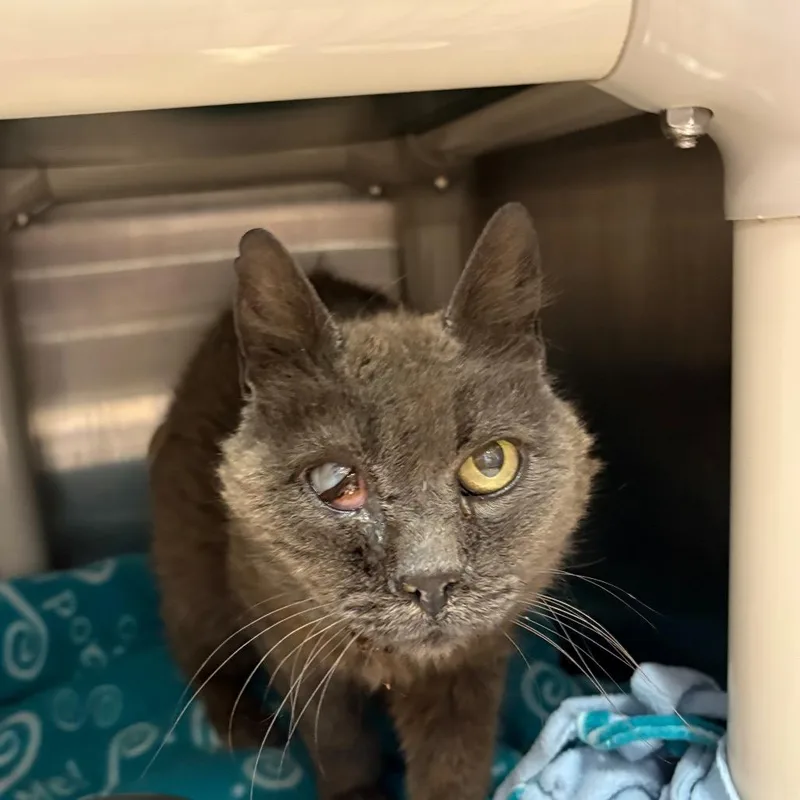 A senior medium-sized female Gray / Blue / Silver Domestic Short Hair cat named Ermine for adoption in Kanab, UT