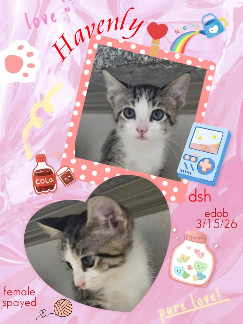 A baby medium-sized female Black Domestic Short Hair cat named Havenly Ort for adoption in Missouri City, TX