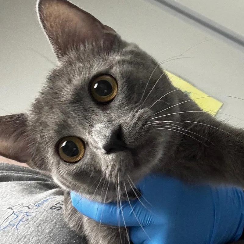 A young medium-sized female Gray / Blue / Silver Domestic Short Hair cat named Star for adoption in Concord, NC