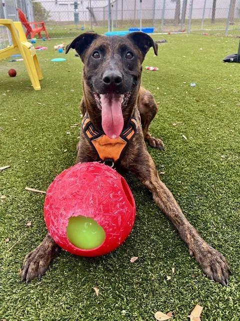 An adult medium-sized male Belgian Shepherd / Malinois dog named Snickers for adoption in Miami, FL