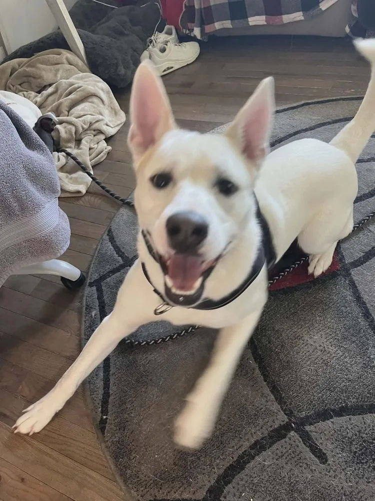 A young medium-sized male White / Cream Husky dog named Skyler for adoption in Peoria, IL