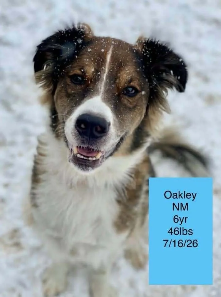 Oakley