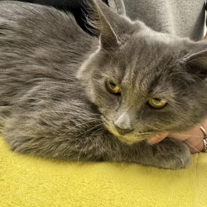 A baby medium-sized male Gray / Blue / Silver Domestic Medium Hair cat named Orville for adoption in Murray, UT