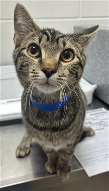 A young medium-sized male Domestic Short Hair cat named Kylar for adoption in Upper Marlboro, MD
