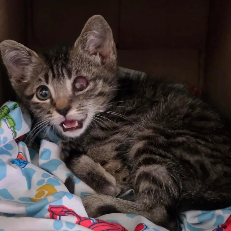 A baby small-sized male Brown / Chocolate Domestic Short Hair cat named Baby Eagle for adoption in Rocky Mount, VA