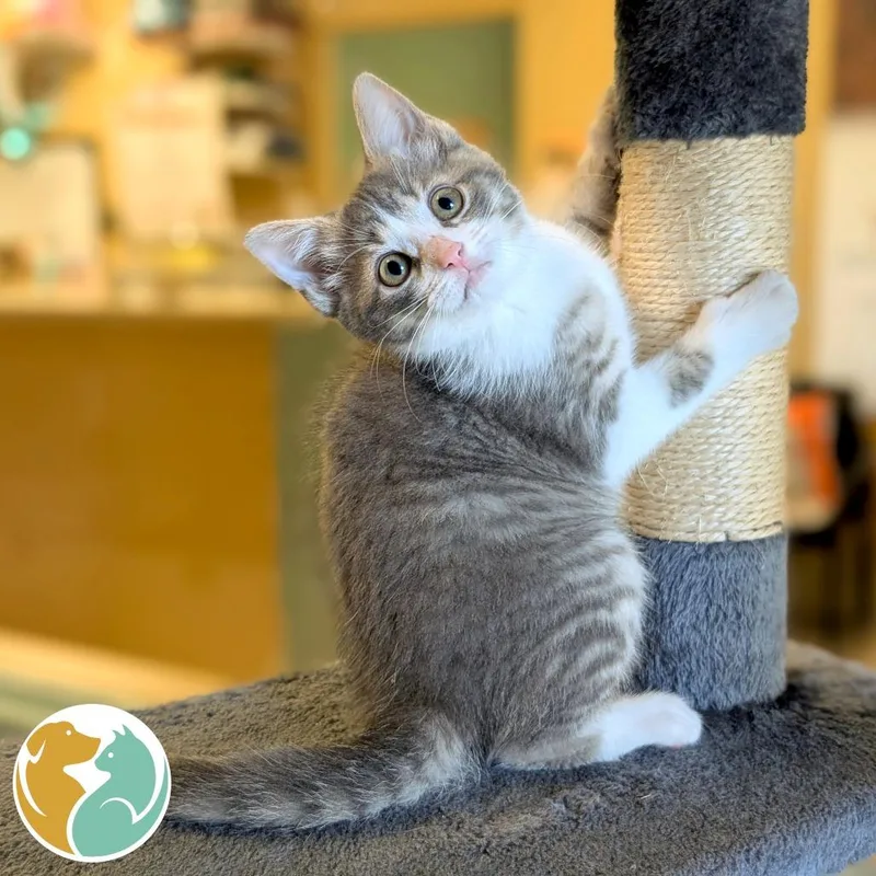A baby small-sized female Gray / Blue / Silver Domestic Short Hair cat named Omelet for adoption in Toledo, OH