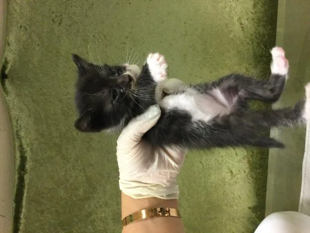 A baby small-sized female Domestic Short Hair cat named Chia for adoption in Riverside, CA