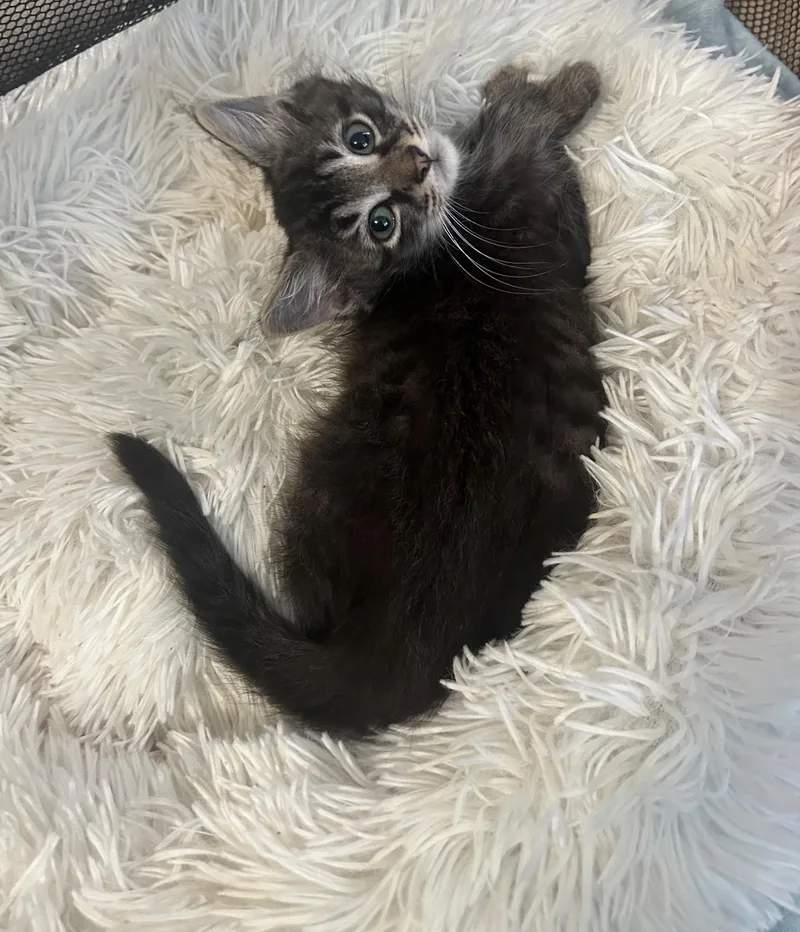A baby medium-sized male Tabby (Brown / Chocolate) Domestic Short Hair cat named Ferrari for adoption in Lauderhill, FL
