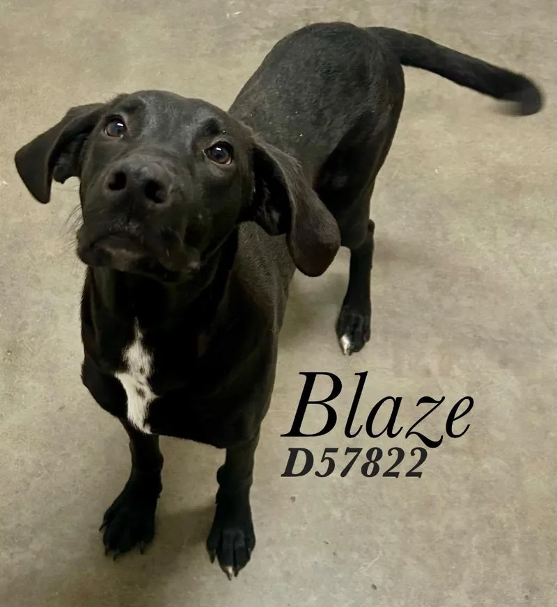 Blaze