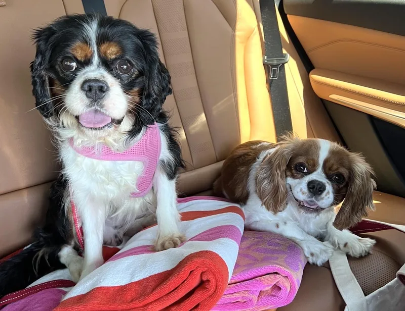 A young small-sized male Tricolor (Brown, Black, & White) Cavalier King Charles Spaniel dog named Huck for adoption in Brooklyn, NY