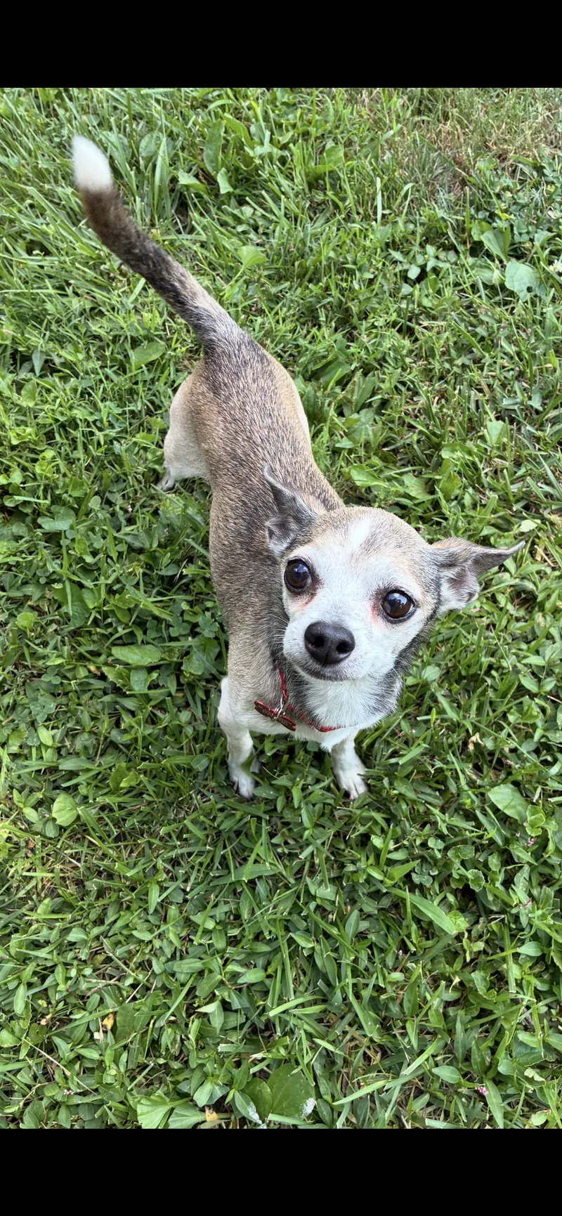 A senior small-sized male Brindle Chihuahua dog named Dion for adoption in Saint Louis, MO