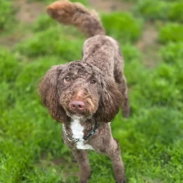 An adult medium-sized male Labradoodle dog named Johnny for adoption in Eugene, OR