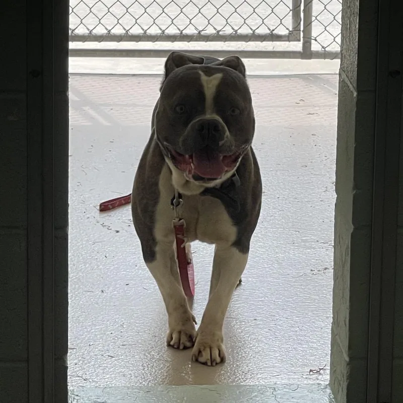A baby small-sized male Brindle Mixed Breed dog named S for adoption in Newark, NJ