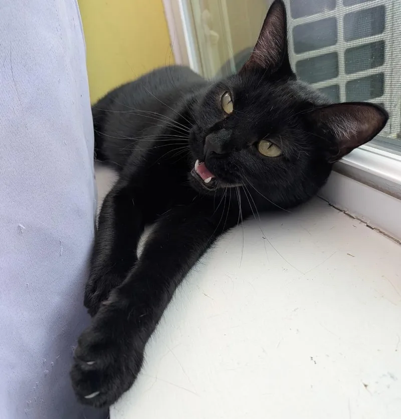 A young small-sized male Domestic Short Hair cat named Cologne Baker for adoption in Gorham, ME