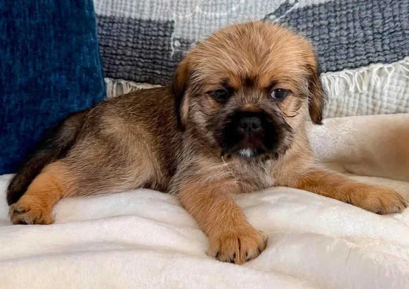 A baby small-sized male Brussels Griffon dog named Rocco for adoption in Orange, CA