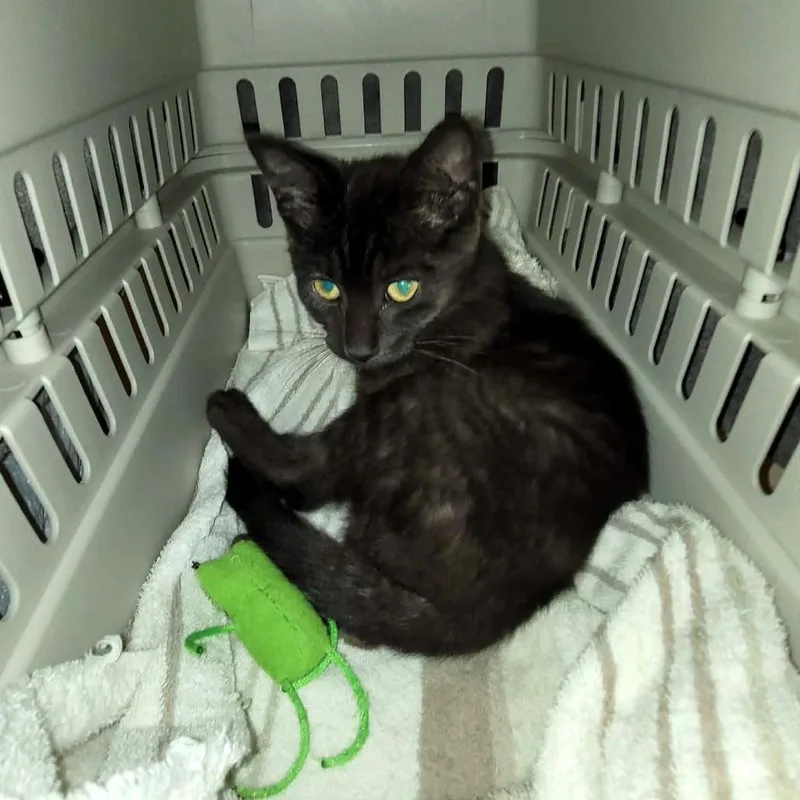 A baby small-sized female Brown / Chocolate Domestic Short Hair cat named Jada C for adoption in Princeton, MN
