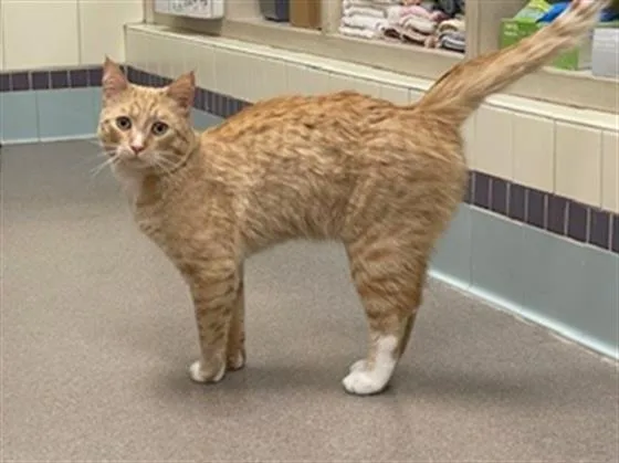 A young small-sized male Domestic Short Hair cat named Jackalope for adoption in Denver, CO