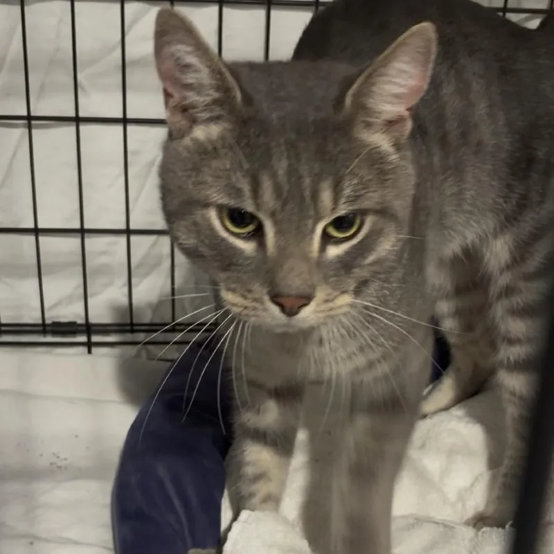 A young small-sized male Gray / Blue / Silver Domestic Short Hair cat named Forest for adoption in Abingdon, MD