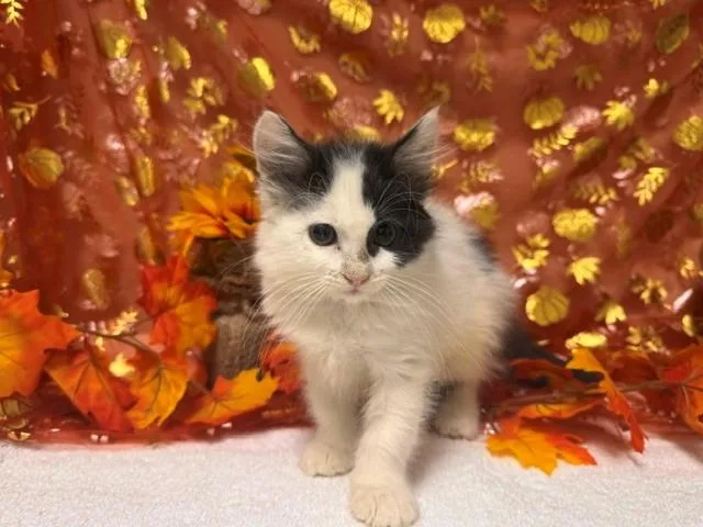 A baby small-sized female Domestic Short Hair cat named Cagney for adoption in Fairfield, CA