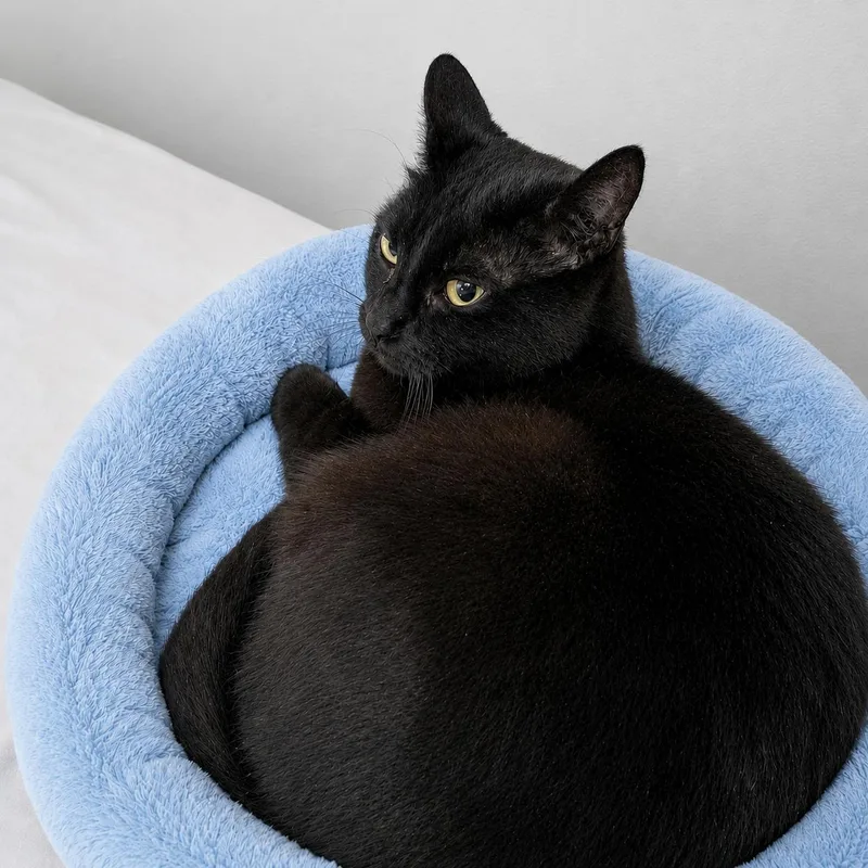 An adult medium-sized female Black Domestic Short Hair cat named Nezumi Offered for adoption in Hillsboro, OR