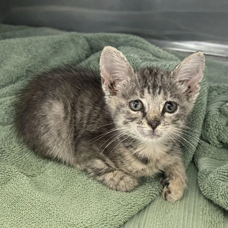 A baby medium-sized female Domestic Short Hair cat named East for adoption in Brenham, TX