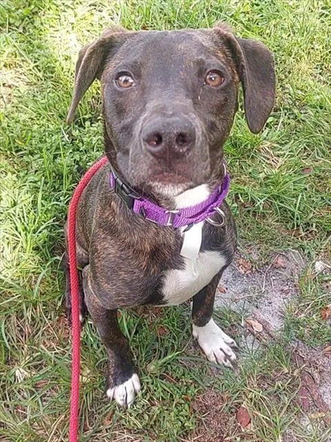 A young medium-sized male American Staffordshire Terrier dog named Copper for adoption in Fort Lauderdale, FL