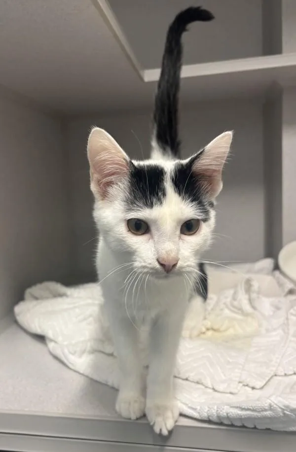 A baby medium-sized male Domestic Short Hair cat named Tickles for adoption in Stratham, NH