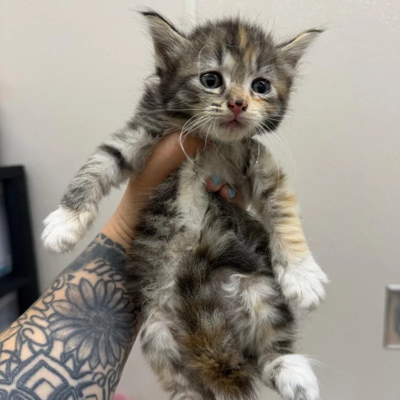 A baby small-sized female Calico Domestic Medium Hair cat named Athena for adoption in Morganton, NC