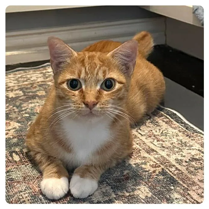 A young medium-sized female Orange / Red Domestic Short Hair cat named Mama Violet for adoption in Webster, TX