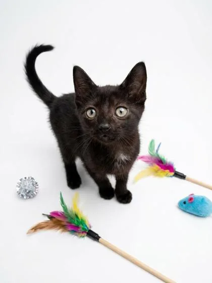 A baby small-sized male Domestic Short Hair cat named Tikki for adoption in Cumming, GA