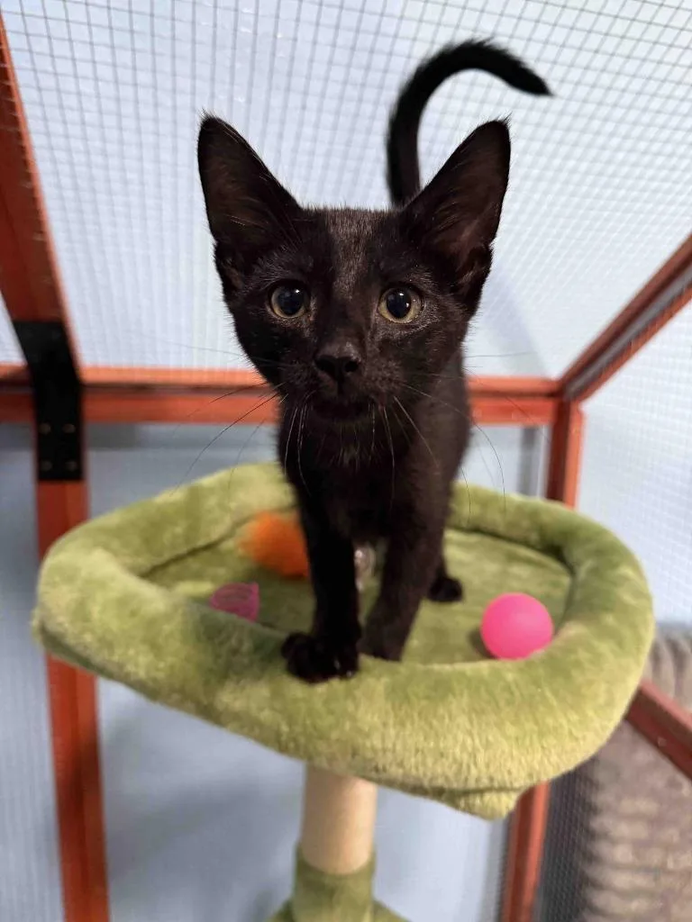 A baby small-sized male American Shorthair cat named Edgar for adoption in Glen Rose, TX