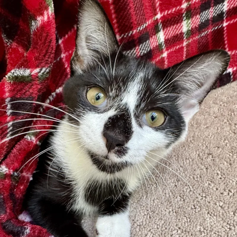 A baby small-sized female Black & White / Tuxedo Domestic Short Hair cat named Miss Muffin for adoption in Richmond, VA