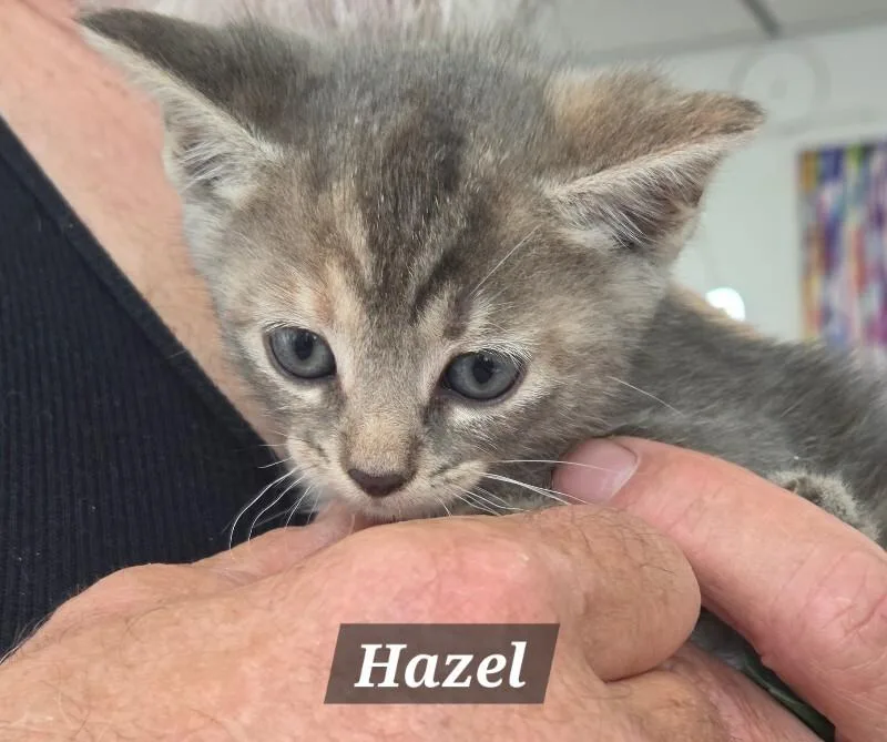 A young medium-sized female Tabby (Gray / Blue / Silver) Domestic Short Hair cat named Hazel for adoption in MOUNT AIRY, NC