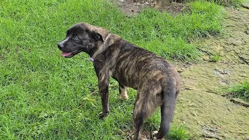 A young medium-sized female Terrier dog named Taylor for adoption in Plainfield, IL