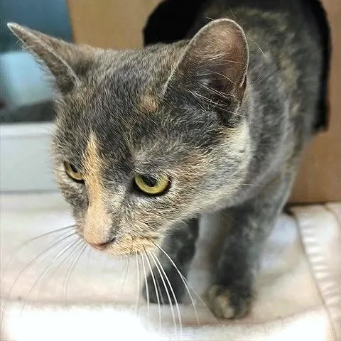 An adult medium-sized female Dilute Tortoiseshell cat named Wellie for adoption in Salt Lake City, UT