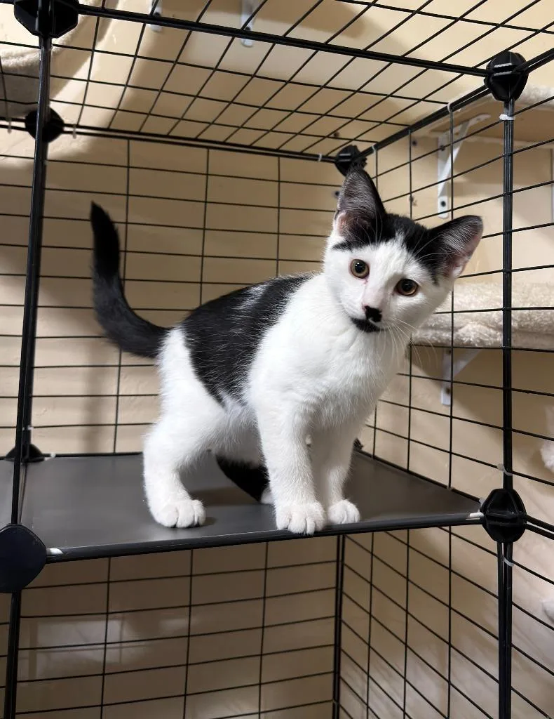 A baby small-sized female Domestic Short Hair cat named Thelma for adoption in La Verkin, UT