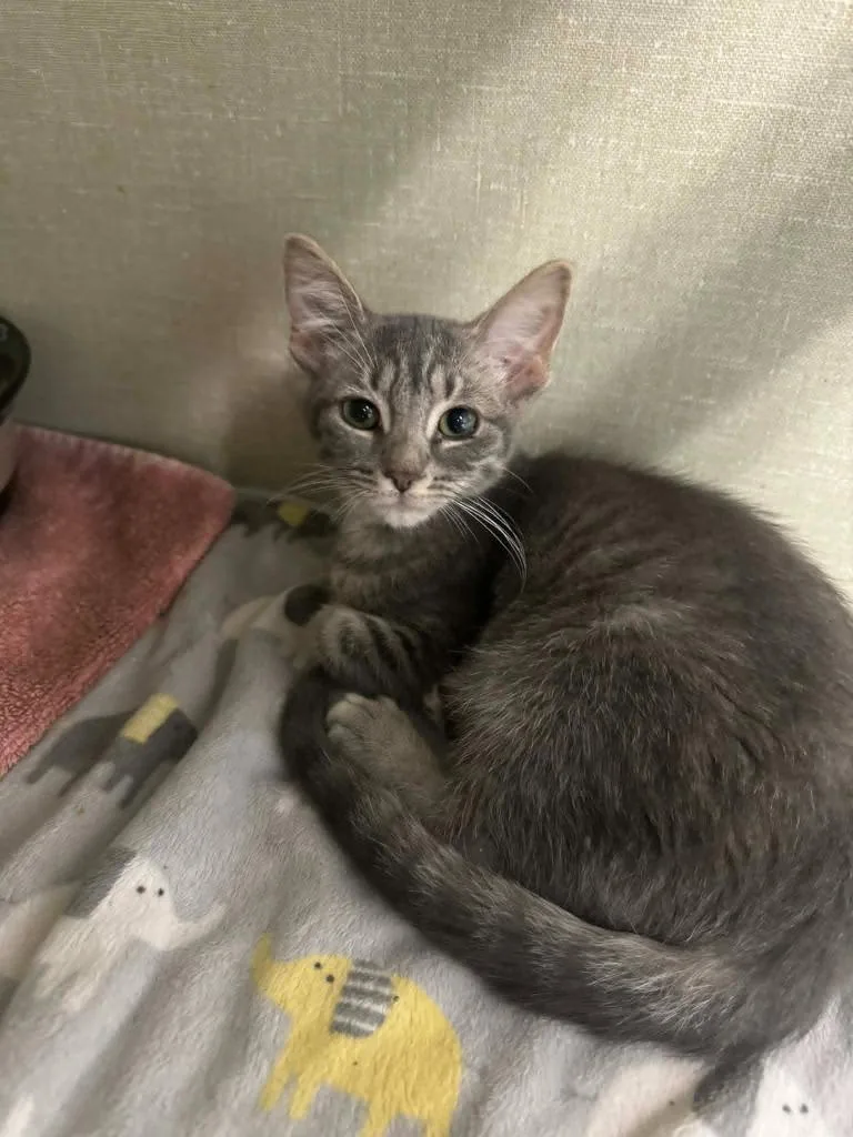 A baby medium-sized female Domestic Short Hair cat named Pounce for adoption in Marion, OH