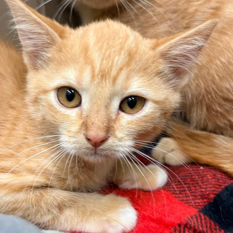 A baby small-sized female Orange / Red Domestic Medium Hair cat named Veronica for adoption in Wickenburg, AZ