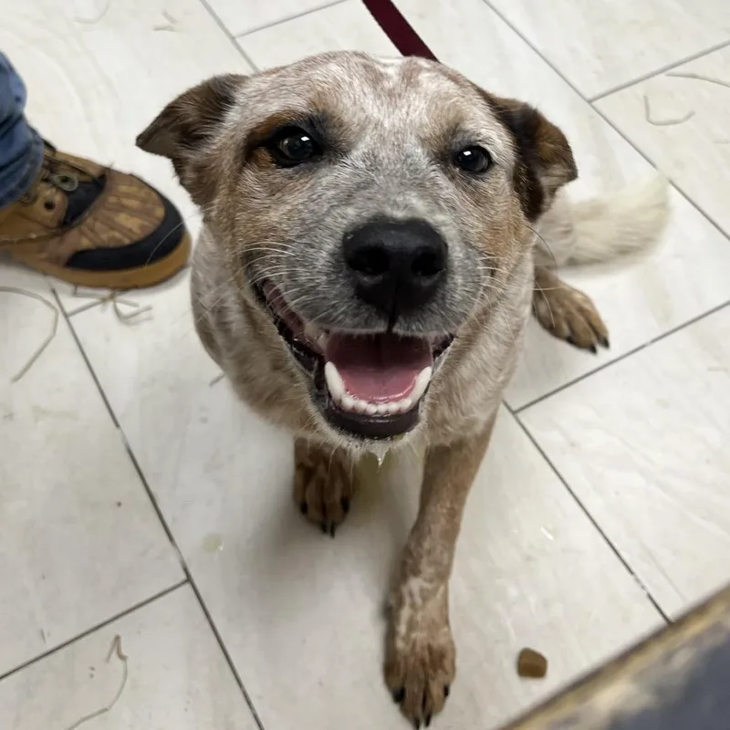 A young medium-sized male White / Cream Cattle Dog dog named Boomer for adoption in Lufkin, TX