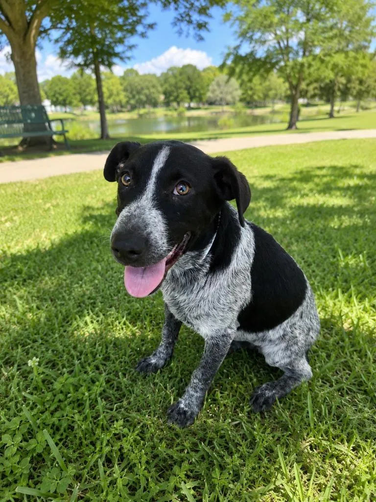 A baby medium-sized male Australian Cattle Dog / Blue Heeler dog named Blue for adoption in Mountain Home, AR