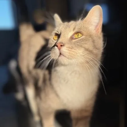 An adult medium-sized female Gray & White Domestic Short Hair cat named Rhea for adoption in Maple Shade, NJ