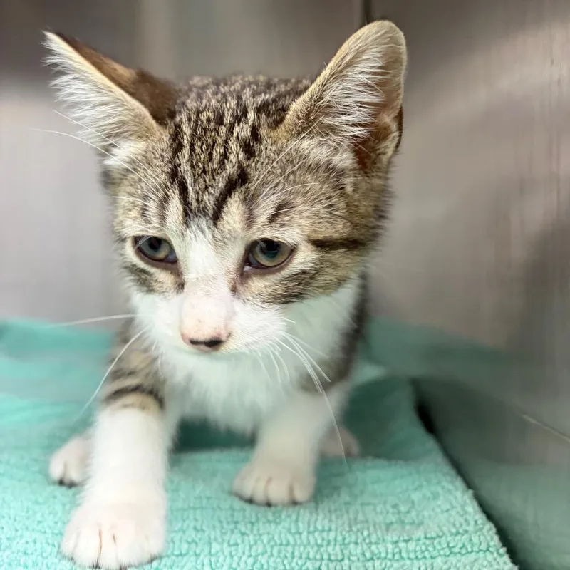 A baby small-sized male Domestic Short Hair cat named Buster for adoption in Spokane, WA