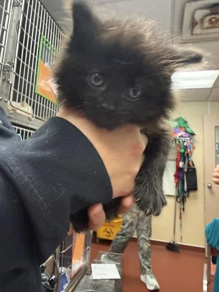 A baby small-sized male Domestic Long Hair cat named Kudzu for adoption in Salisbury, MD